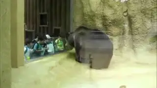 Bear dancing to 50-Cent - Gangster Bear