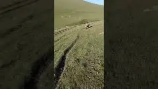 Ayı Saldırısı...Artvin.. 