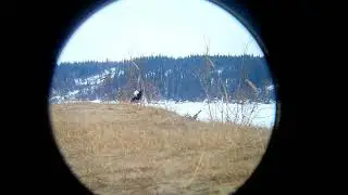 Танец косача на току.