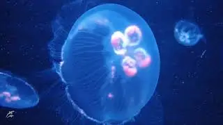 Медузы в приморском океанариуме. Аурелия ушастая.