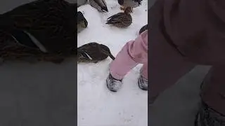 утки просят кушать