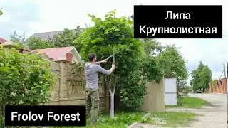 linden pruning