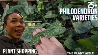 25+ PHILODENDRON VARIETIES | PLANT SHOPPING & PRICES | The Plant Aisles Ep 2