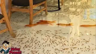 Nikmatnya Minum Kopi Sambil Dikerumuni Ribuan Ikan