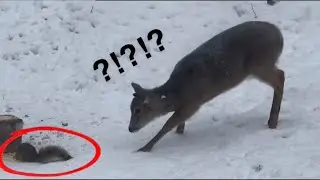 Wild Baby Deer Scared of Squirrel