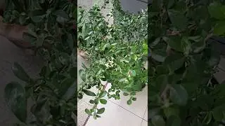 Bonsai Okianti atau Dolar | Mana yang lebih mudah untuk dirawat?
