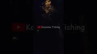 BARRAMUNDI BABON EKOR KUNING MEMANG SUPER POWER #fishing #fish