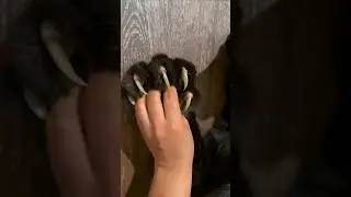 Why Do Cats Retract Their Claws?🐯