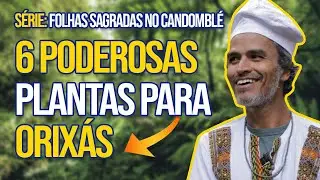 FOLHAS SAGRADAS NO CANDOMBLÉ – 6 poderosas plantas para orixás