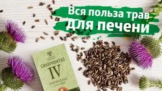 Синхровитал 4 Хронобиологическая защита печени Siberian Wellness Сибирское Здоровье