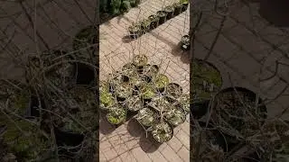 Гортензия метельчатая Лайм Лайт