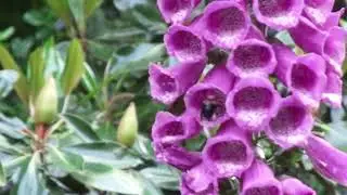 May 23, 2024 Foxgloves & Bee