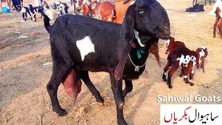 Sahiwal Goats - Desi Amritsari Bakriyan Shahpur Kanjra Mandi Lahore