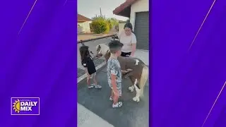 Horse therapy for those who are greiving