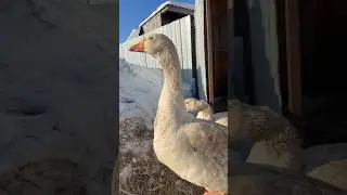 Сегодня они не улетели