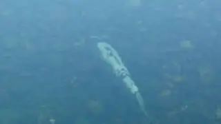Out of Sync Lonely Salmon
