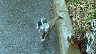 Injured Duck Trying to Climb the Wall 🩼🦆