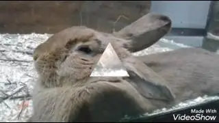 КРОЛИКИ :3