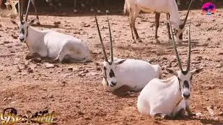 Most Beautiful Deer In The World//Very Cutest And Funny Moment Deer Video New 2021