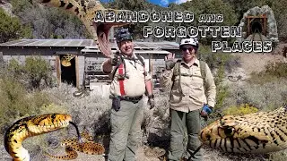 Nevada's Legendary Bullsnake Camp... With REAL Bullsnakes!