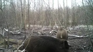 Кабаны
