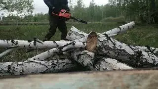 пилю валежник