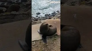 Fur seal in Oamaru NZ #seal #newzealand #animals #shorts #wildlide #nature