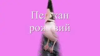 Червона книга України