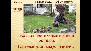 Уход за садом! Гортензии, эллимус, очитки в конце октября.