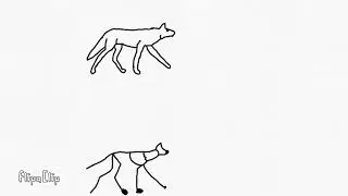 Wolf Walking