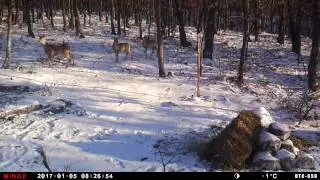Minox DTC 650 Wild Camera