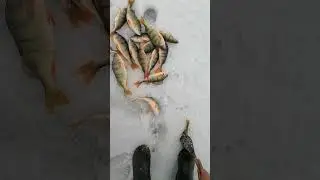 Улов на Шалкар сегодня второго апреля