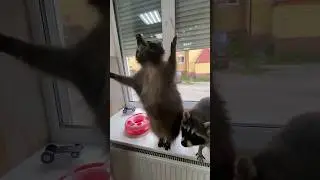 Еноты #енот