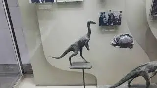 Палеонтологический музей им. Ю.А.Орлова обзорный экскурс