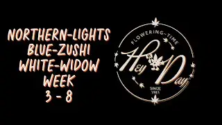 Northern-Lights, Blue-Zushi, White-Widow late veg to early Flower
