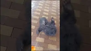 Bears are an Apex Predator
