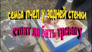 Семья пчел собралась у задней стенки  Стоит ли бить тревогу