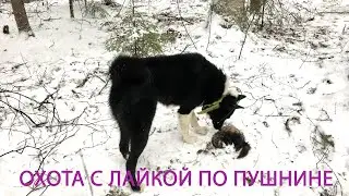 Охота с лайкой на пушнину (хорь, куница, белка)