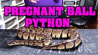 Is your ball python gravid?  Will she go gravid?  TIPS on identifying signs of a gravid snake!