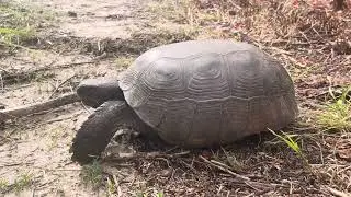 The Southern Gopher Tortoise