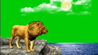 Lion And Sea Green Screen Background Video | Sea Green Screen | Lion Green Screen