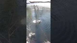 20 марта 2018 г.(1)