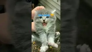 aku suka ngeong