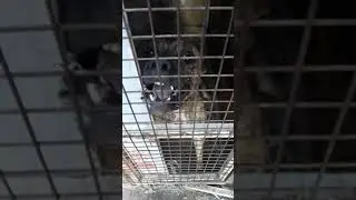 Presa Canario❌(DangeR)❌ yanına yaklaşmak cesaret ister.