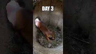 Lovely Squirrel Life during Spawning 🥰 