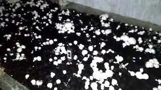 Первый опыт. Выращивание шампиньоны
