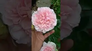 MIRANDA ROSES