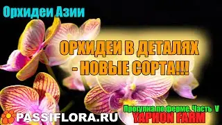 Самые новые сорта, прогулка по азиатской ферме орхидей.