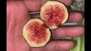 A great digestive juice 👏😳