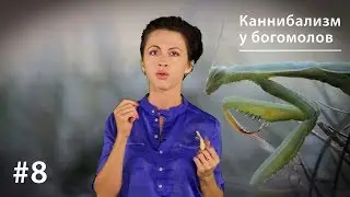 Каннибализм у богомолов: плата за секс или за бессмертие? // Все как у зверей #8